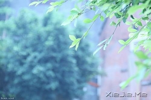 晚安心语：我看起来没心没肺，但其实比谁都真心真意 (10)